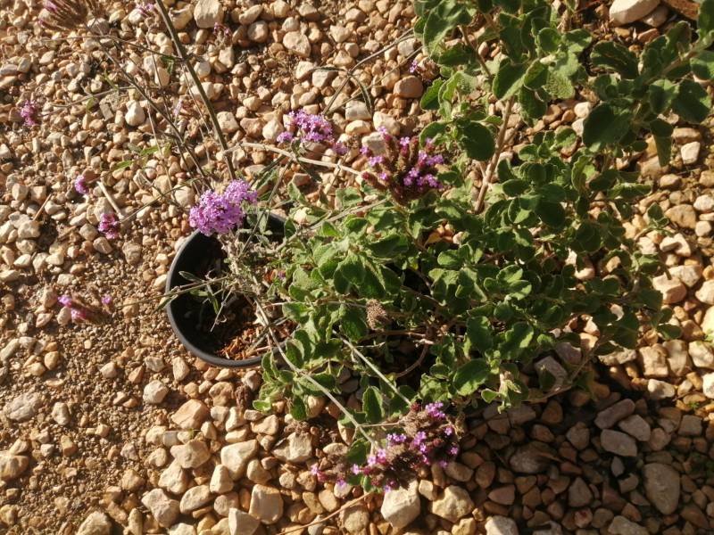 Verbena Bonariensis
